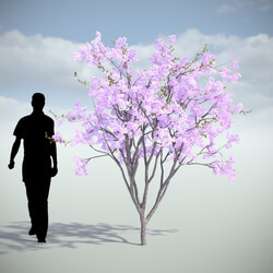 VizPark Real Trees Sakura Umbrella V4 